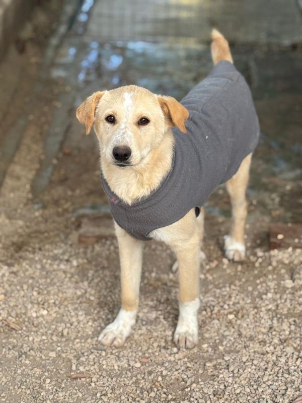IRIS - Chien à adopter - photo 2