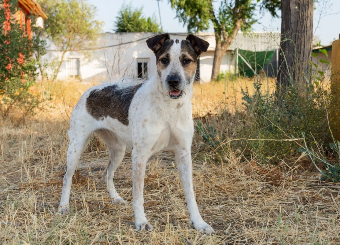 KIRA - Chien à adopter