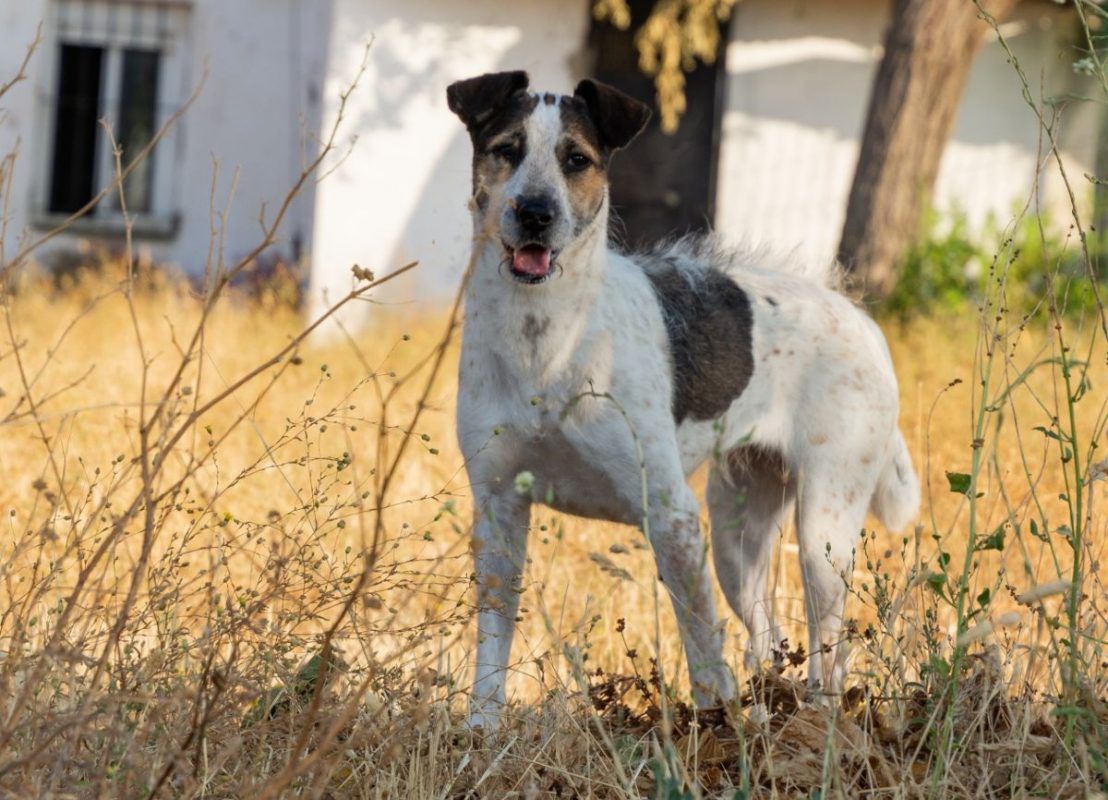 KIRA - Chien à adopter - photo 2