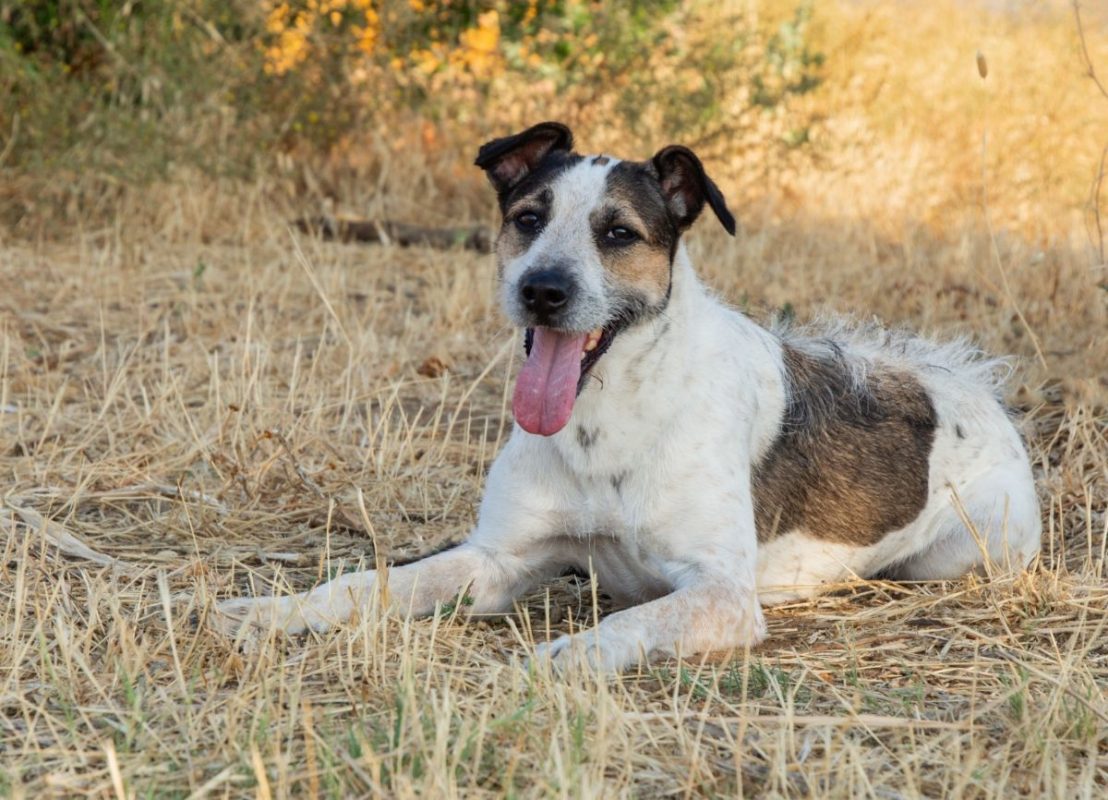 KIRA - Chien à adopter - photo 4