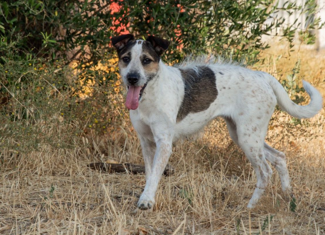 KIRA - Chien à adopter - photo 3