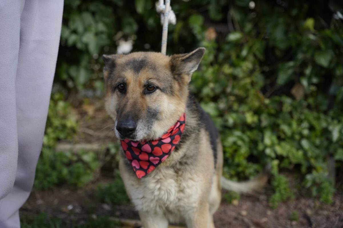 DUNA - Chien Berger Allemand à adopter - photo 3