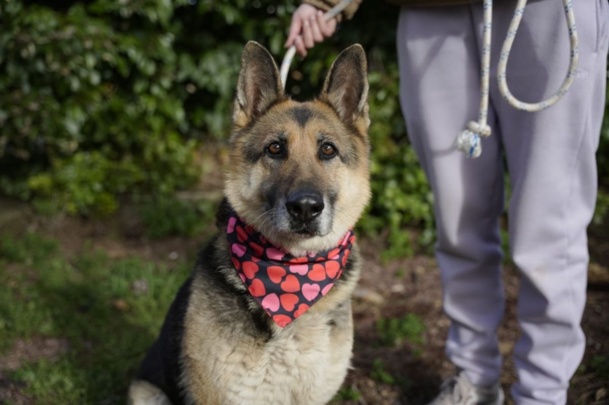 DUNA - Chien Berger Allemand à adopter
