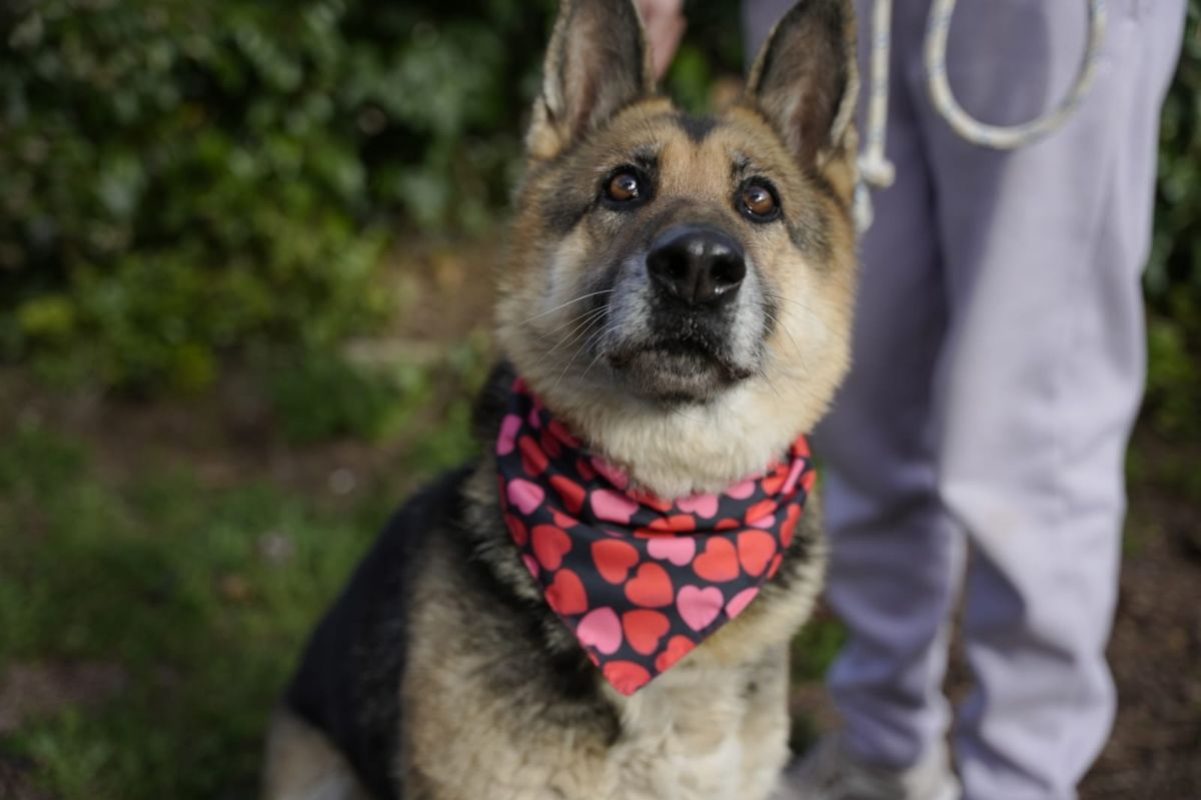 DUNA - Chien Berger Allemand à adopter - photo 2