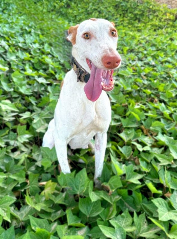 NATA - Chien Podenco Canario à adopter - photo 4