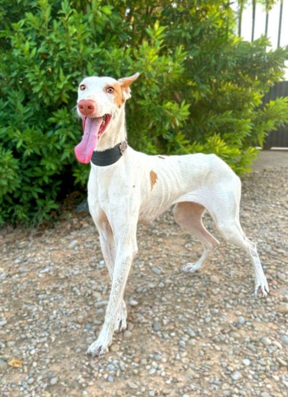 NATA - Chien Podenco Canario à adopter - photo 6