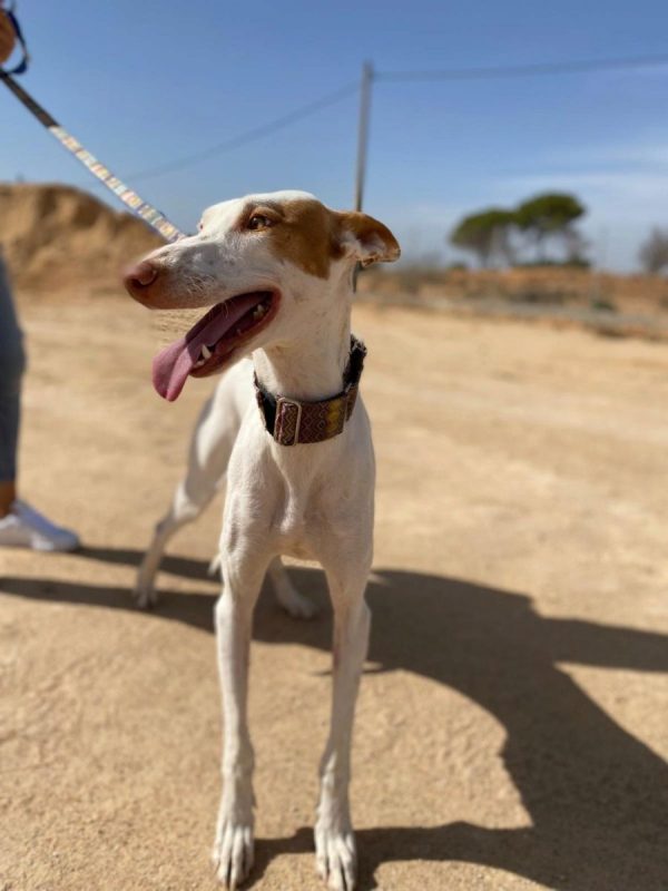 NATA - Chien Podenco Canario à adopter - photo 2