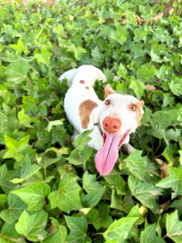 NATA - Chien Podenco Canario à adopter