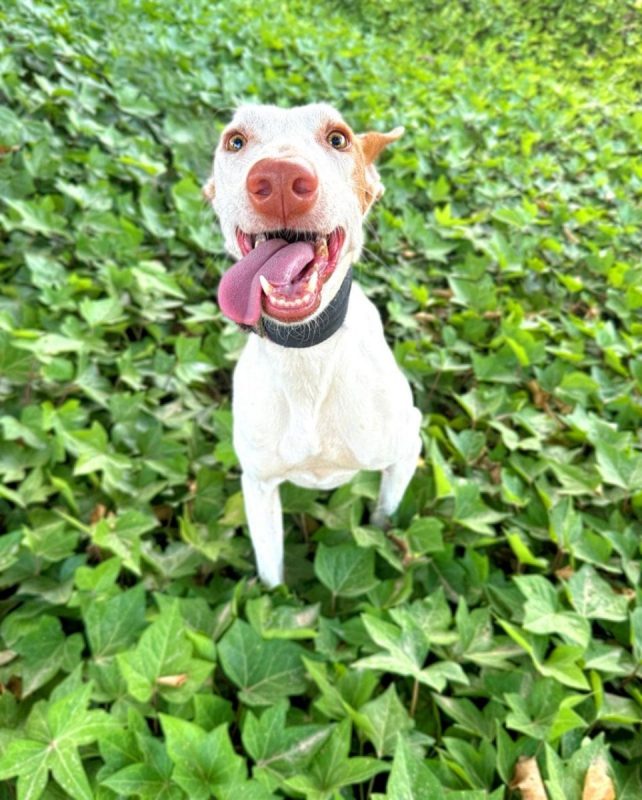 NATA - Chien Podenco Canario à adopter - photo 3