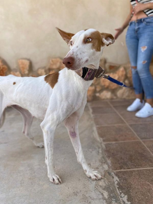 NATA - Chien Podenco Canario à adopter - photo 5