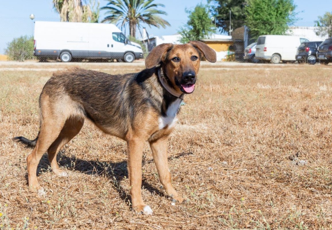 YUMA - Chien à adopter - photo 3