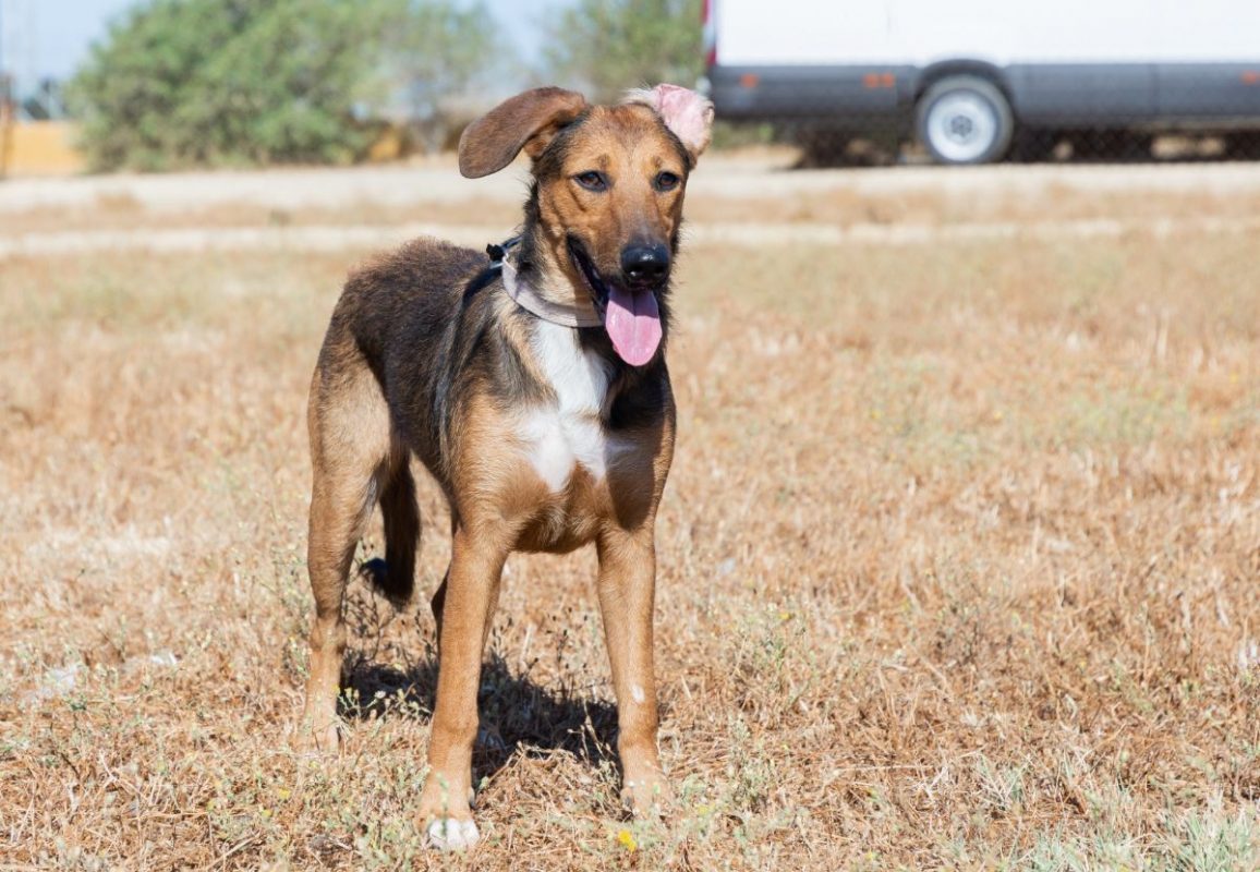 YUMA - Chien à adopter - photo 2