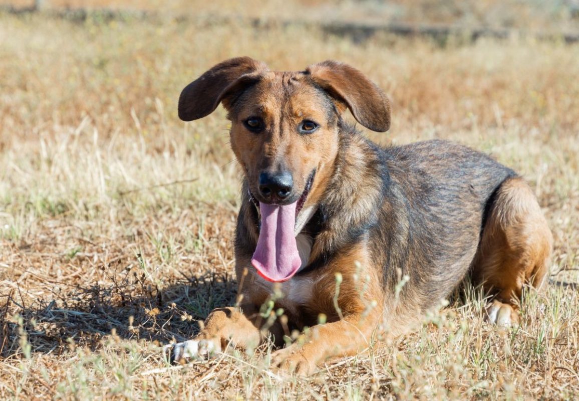YUMA - Chien à adopter