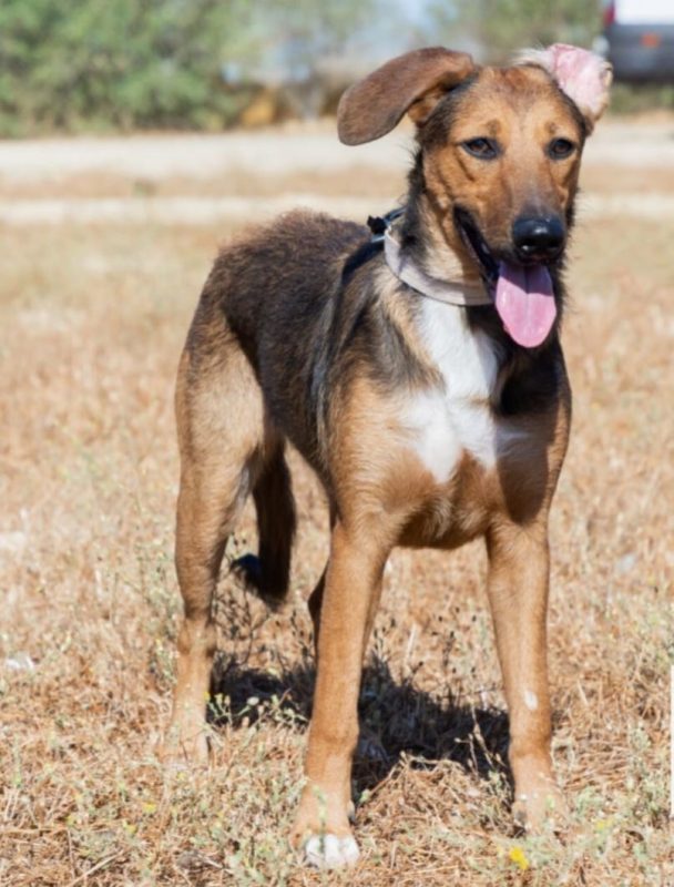 YUMA - Chien à adopter - photo 4