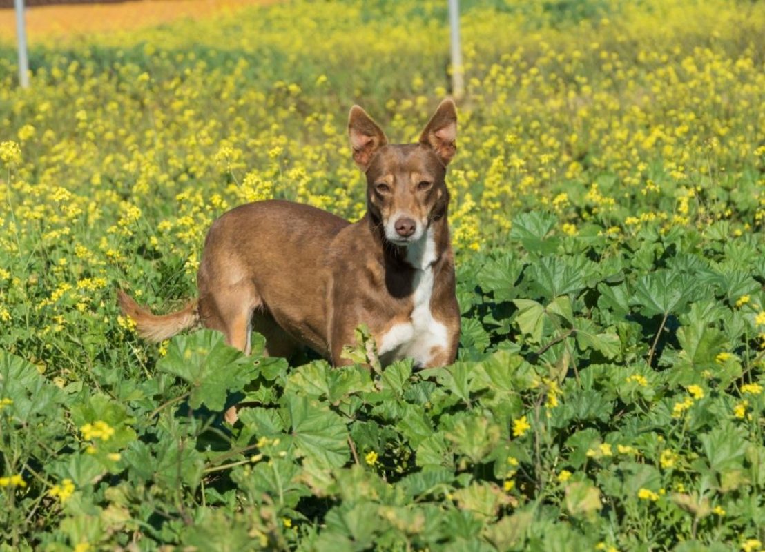 ESTRELLA - Chien à adopter - photo 2