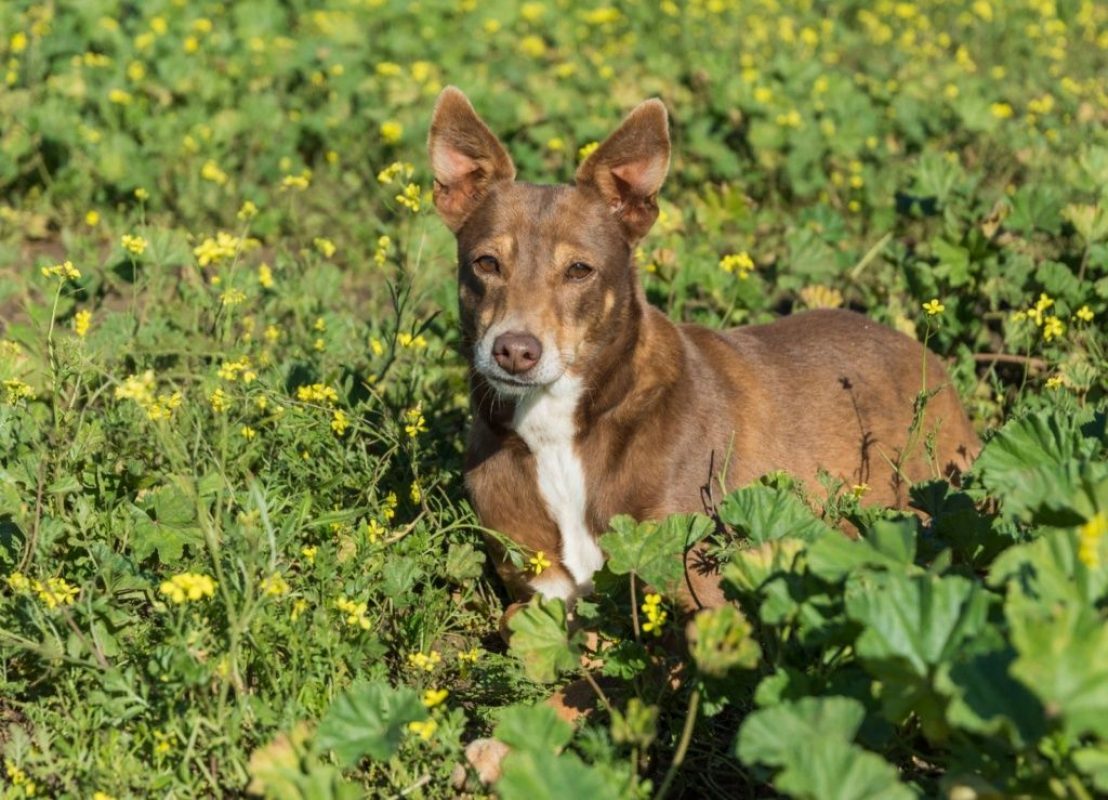 ESTRELLA - Chien à adopter - photo 3