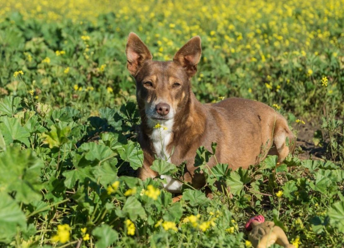 ESTRELLA - Chien à adopter - photo 4