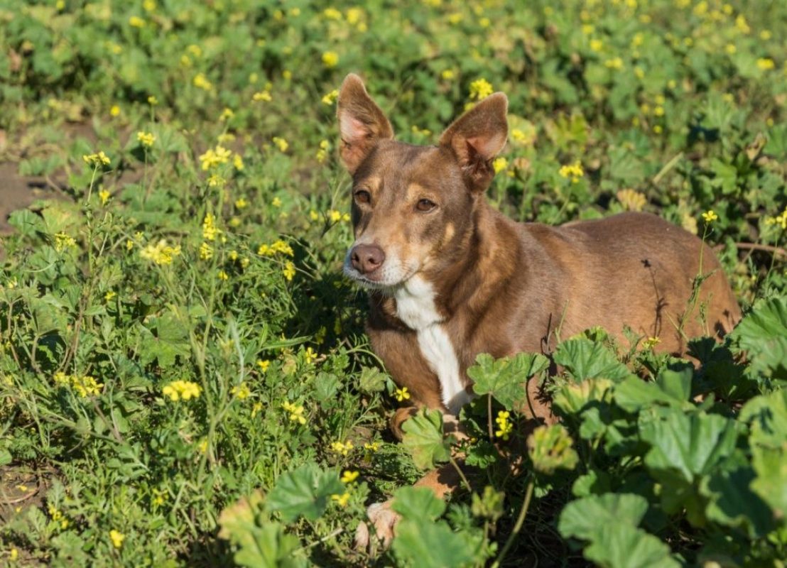 ESTRELLA - Chien à adopter