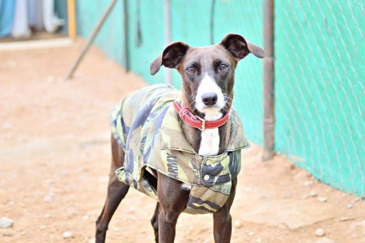 SATYA - Chien Podenco Canario à adopter - photo 6