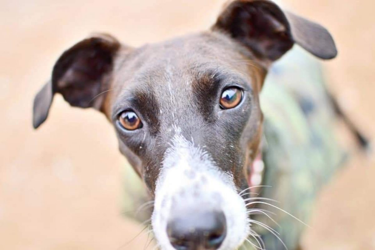SATYA - Chien Podenco Canario à adopter