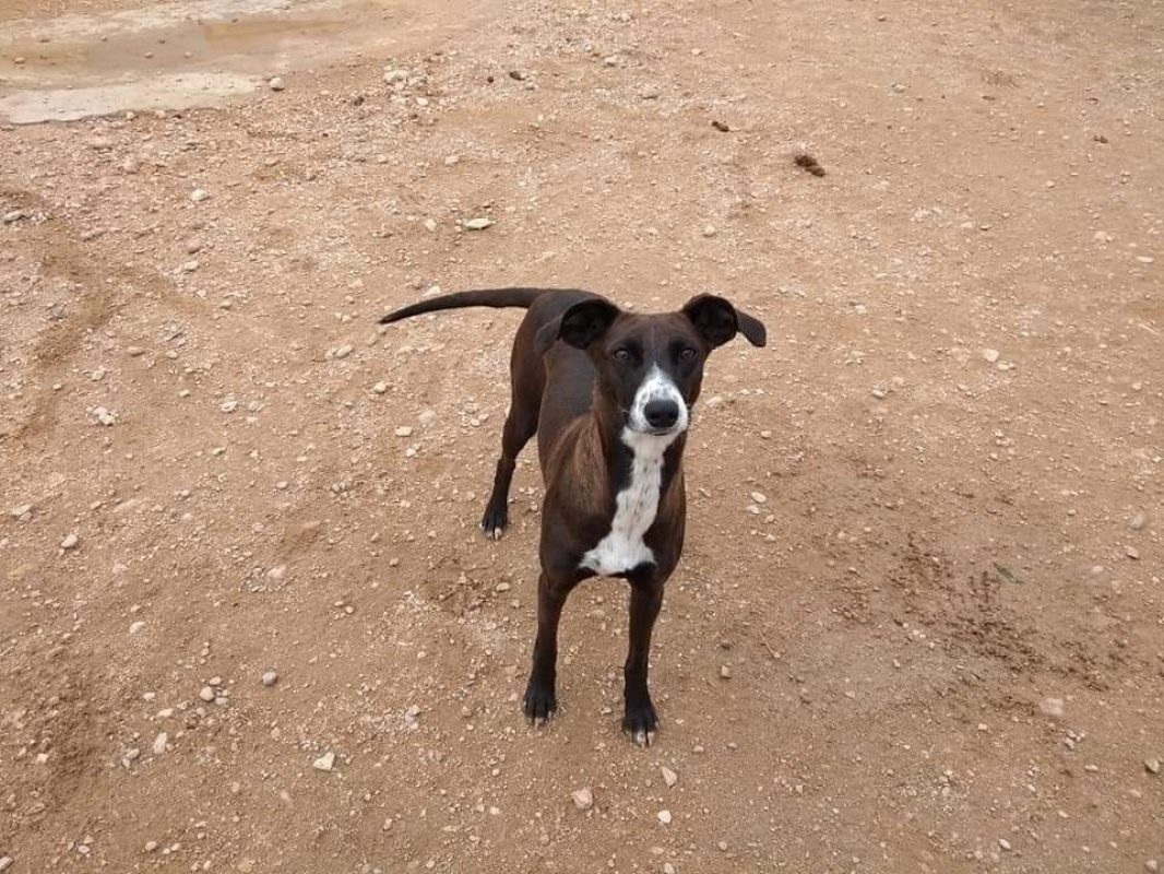 SATYA - Chien Podenco Canario à adopter - photo 3