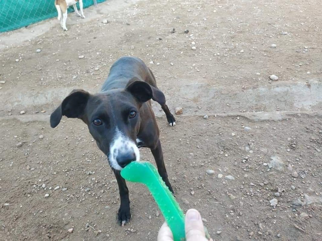 SATYA - Chien Podenco Canario à adopter - photo 4