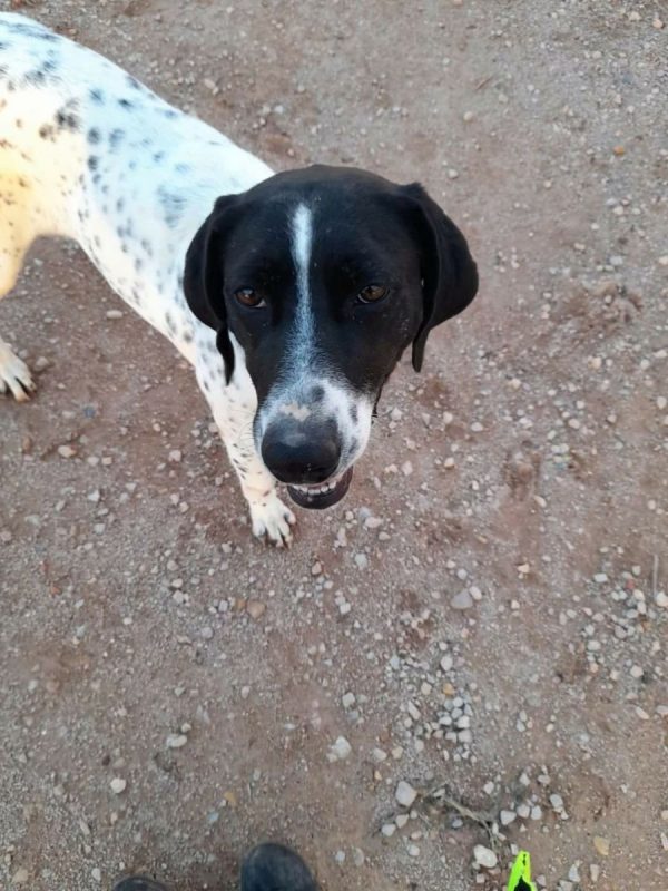 PILI et MILI - Adoption double - Chien Braque Français à adopter - photo 4