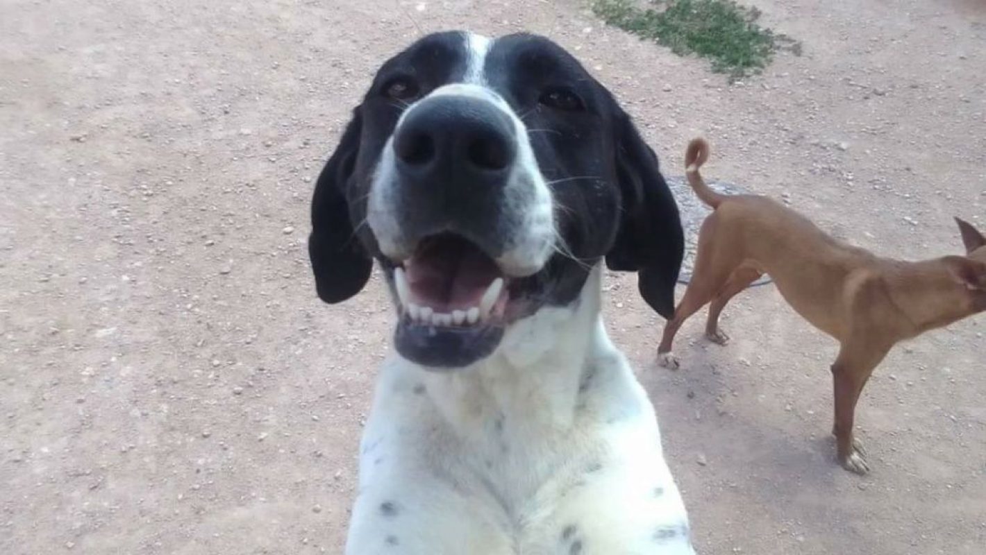 PILI et MILI - Adoption double - Chien Braque Français à adopter