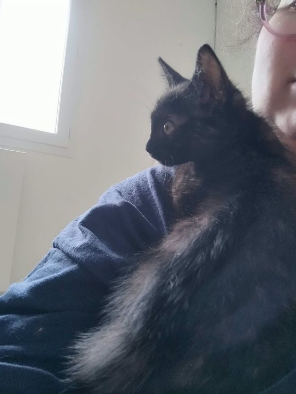 SPINELLE - Chat à adopter