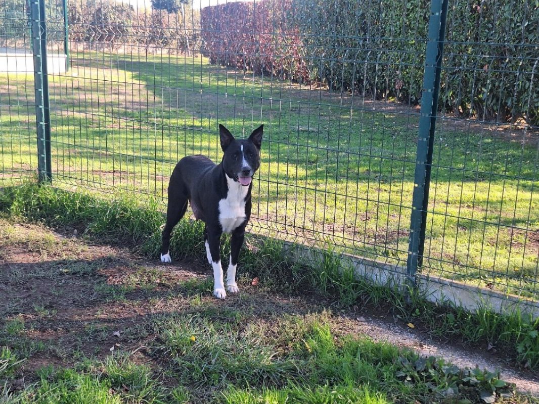 Lassie - Chien Berger à adopter