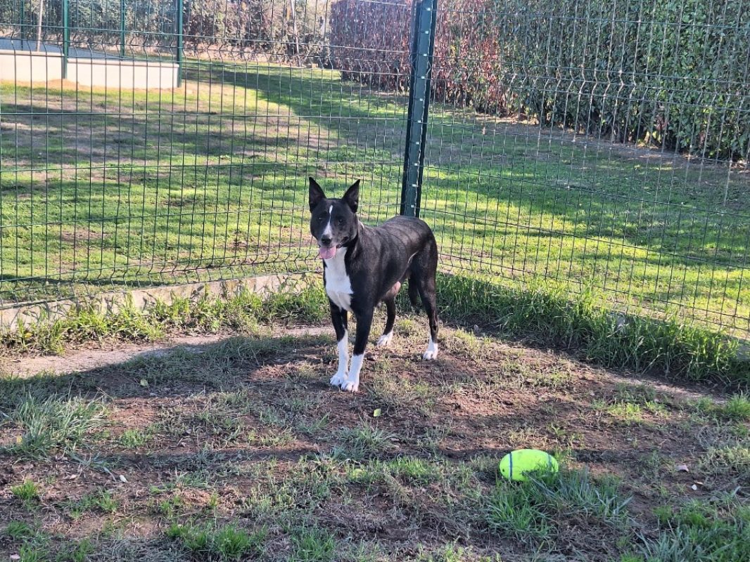Lassie - Chien Berger à adopter - photo 2