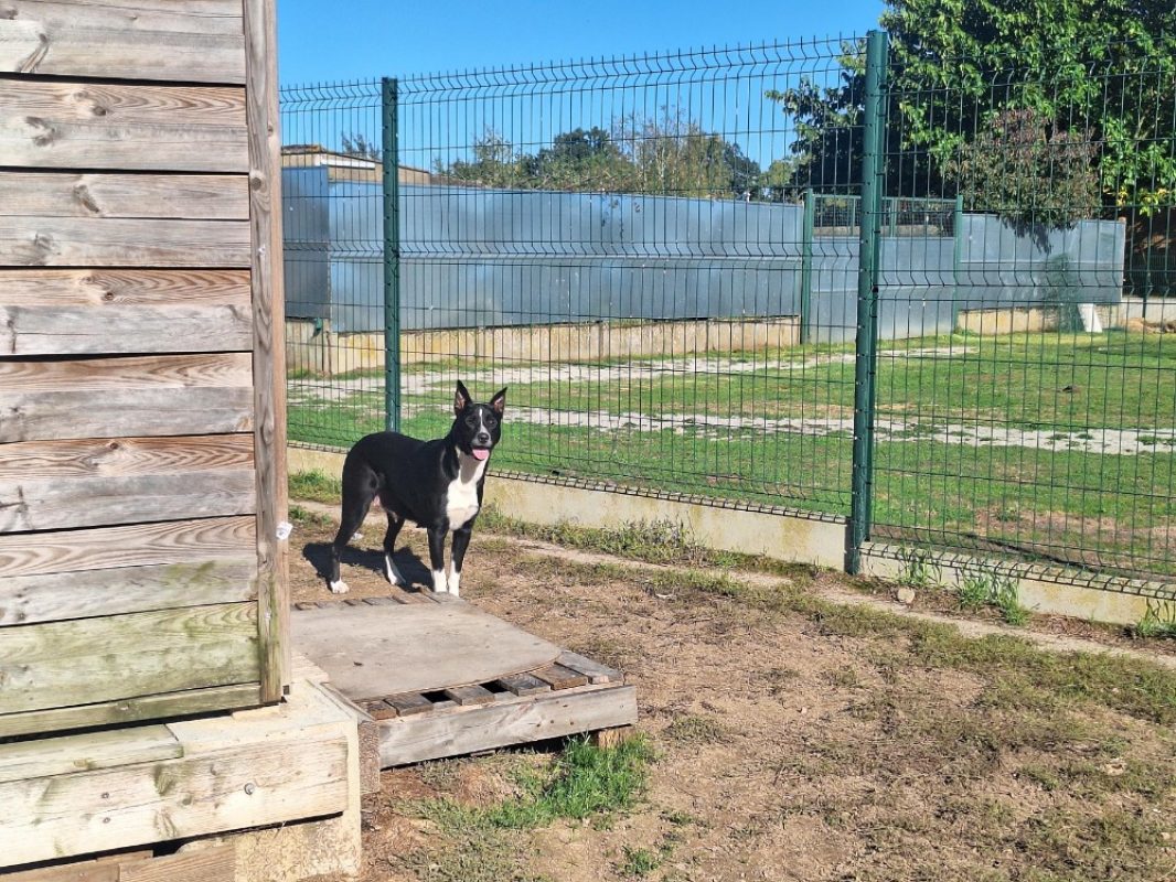 Lassie - Chien Berger à adopter - photo 3