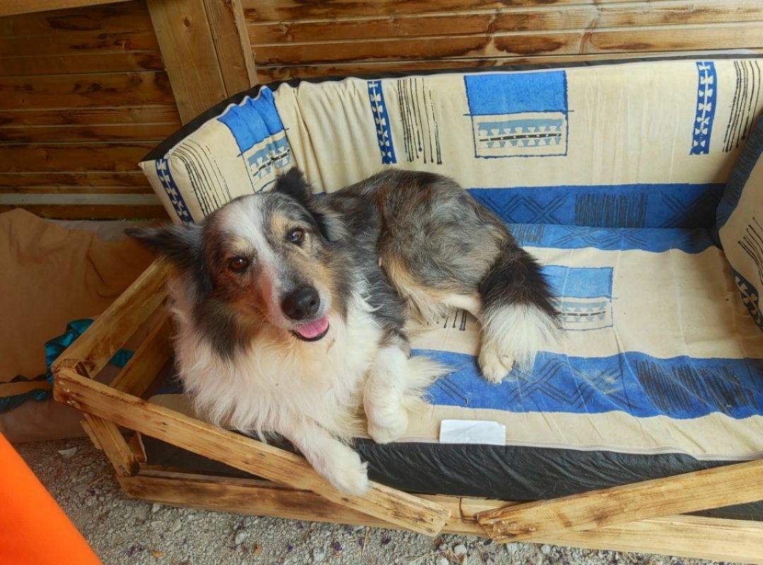 Maiko - Chien Border Collie à adopter