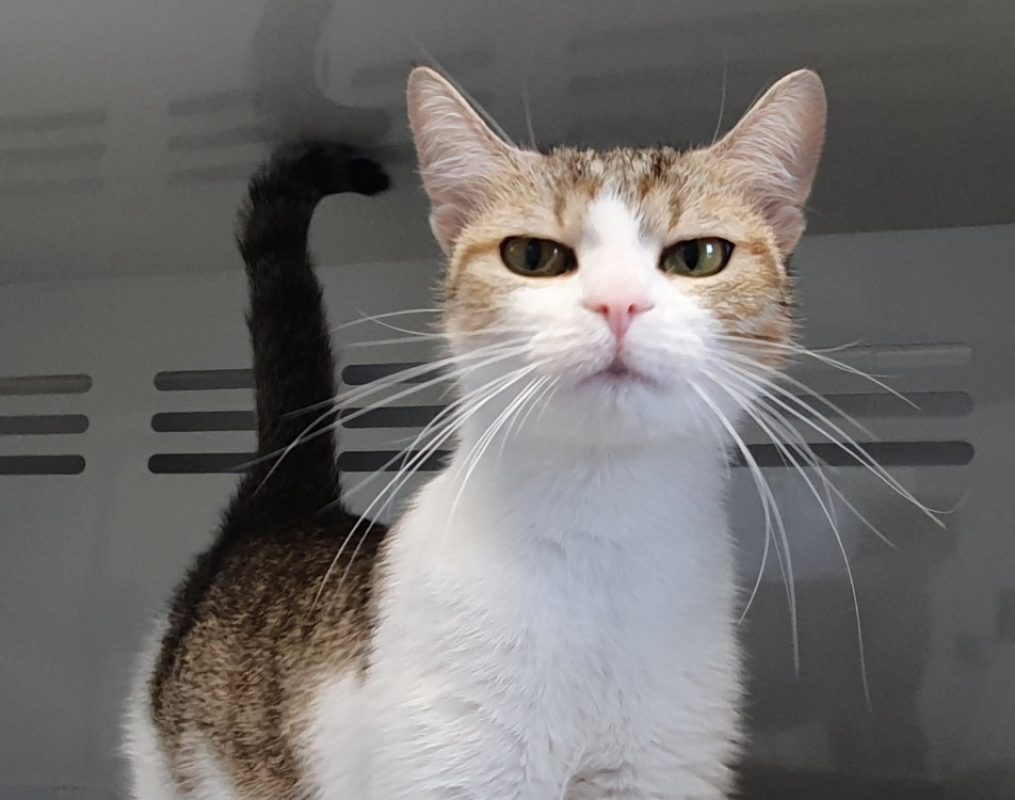 Baia - Chat Européen à adopter