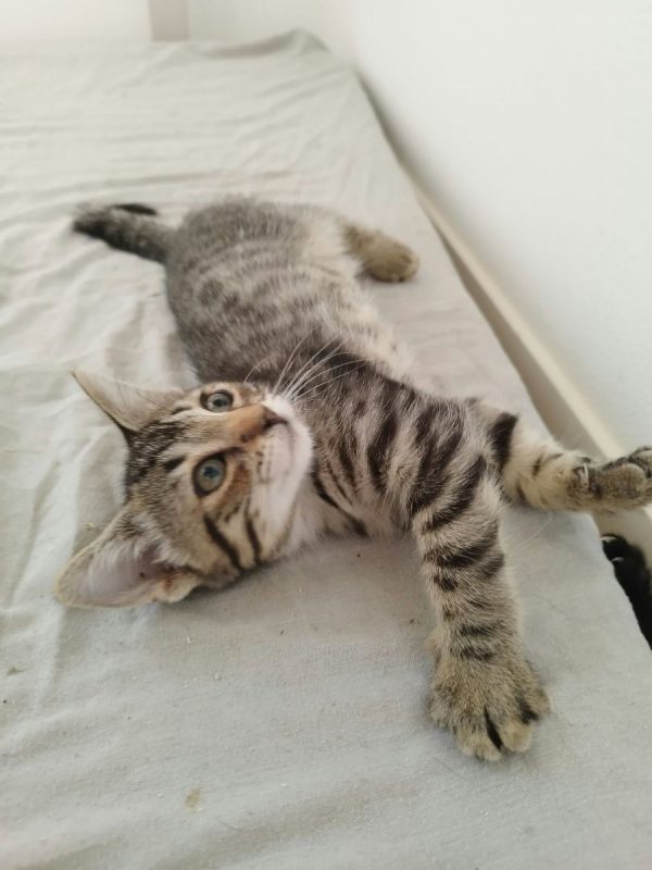 PIXEL - Chat à adopter