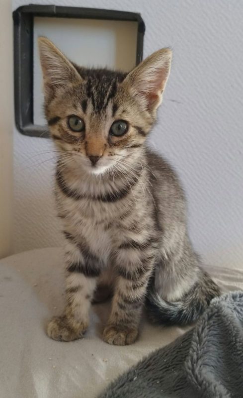 PIXEL - Chat à adopter - photo 2