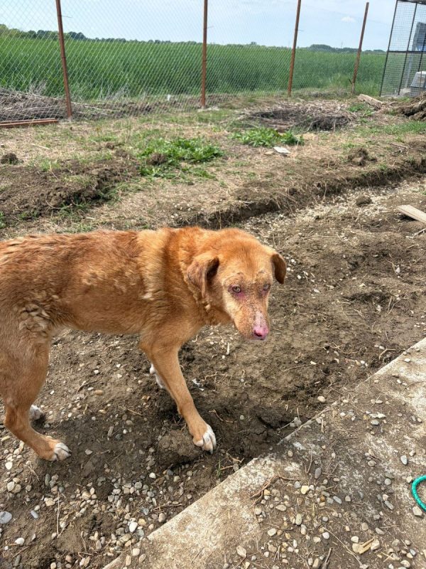 ALISON - Chien à adopter