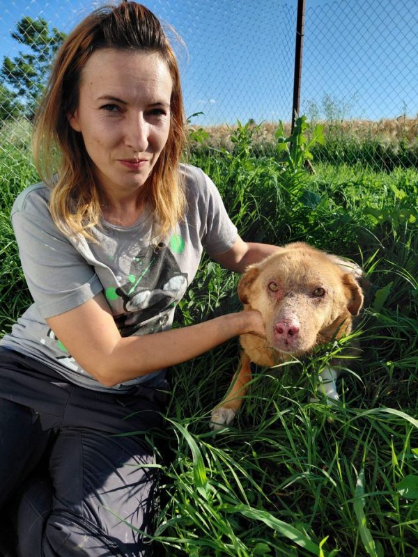 ALISON - Chien à adopter - photo 5