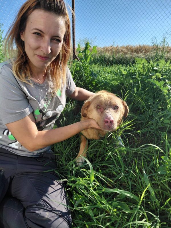 ALISON - Chien à adopter - photo 4