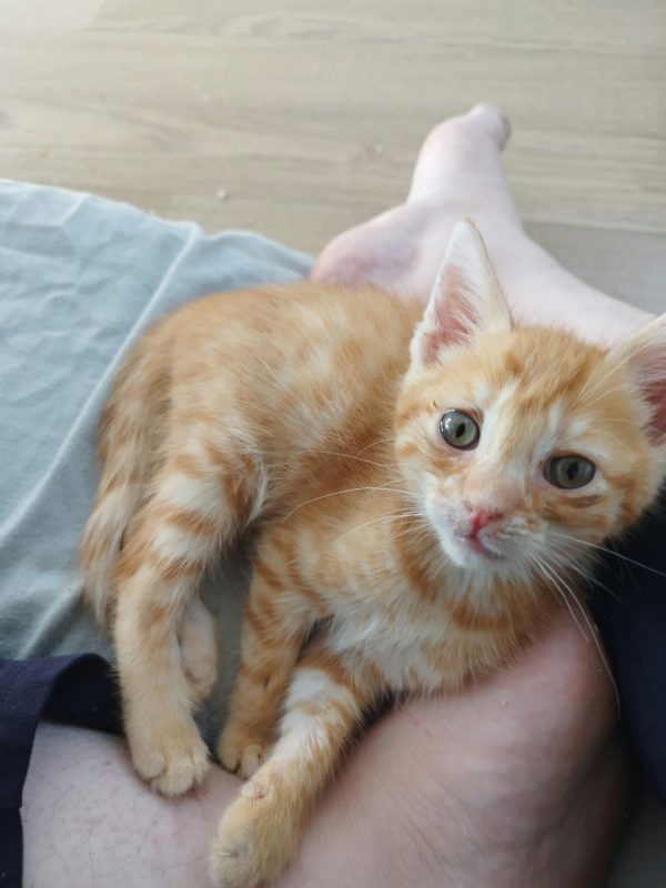 ROUCKI - Chat à adopter