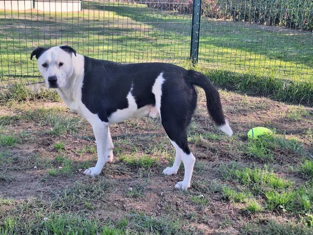 Rex - Chien à adopter