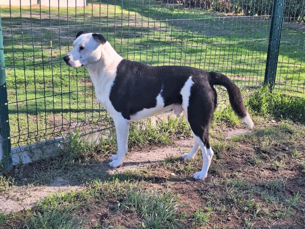 Rex - Chien à adopter - photo 2