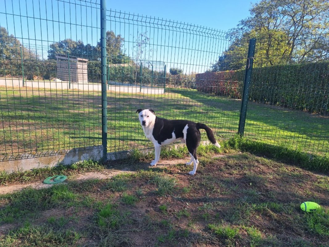 Rex - Chien à adopter - photo 3