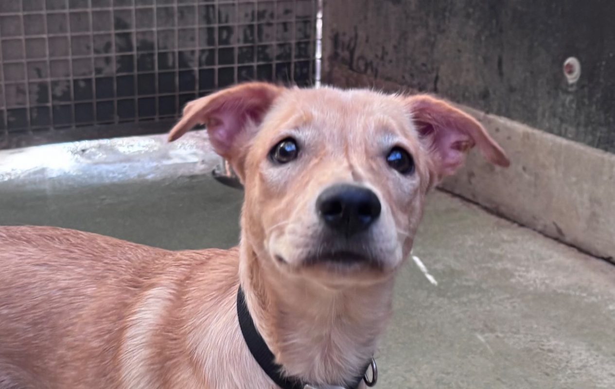 Zinky - Chien à adopter