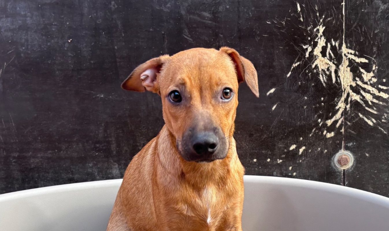 Link - Chien à adopter