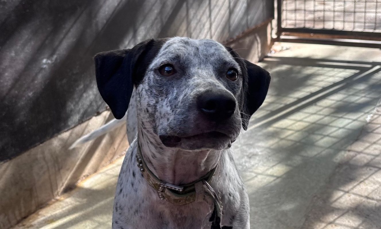 Laika - Chien à adopter