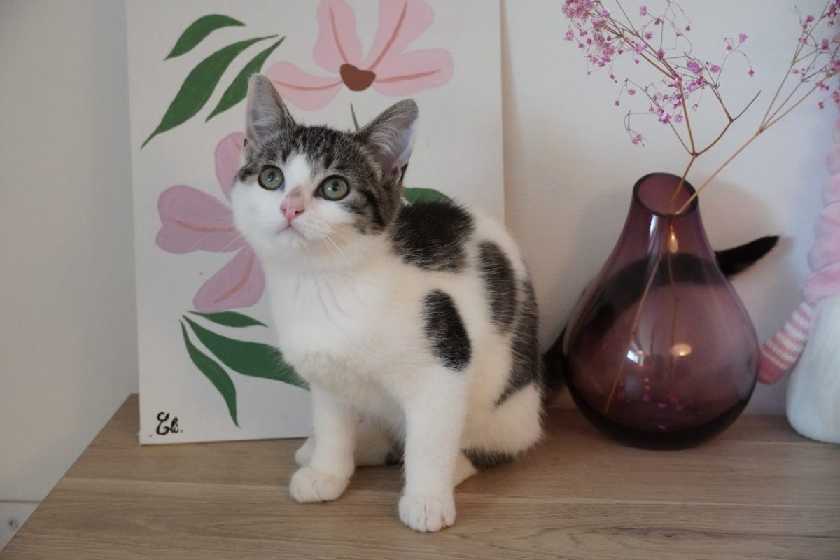 Buddy - Chat Européen à adopter