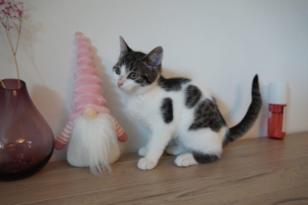 Buddy - Chat Européen à adopter - photo 2