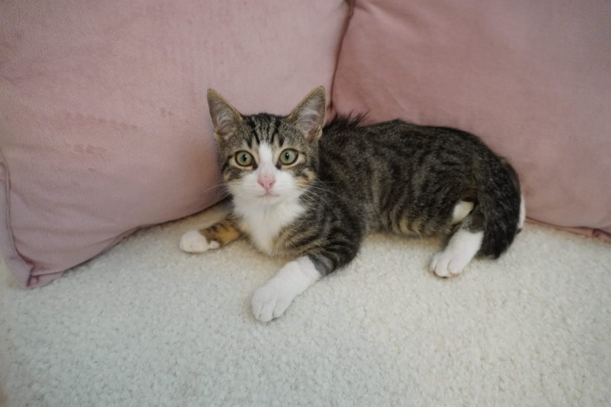 Toby - Chat Européen à adopter