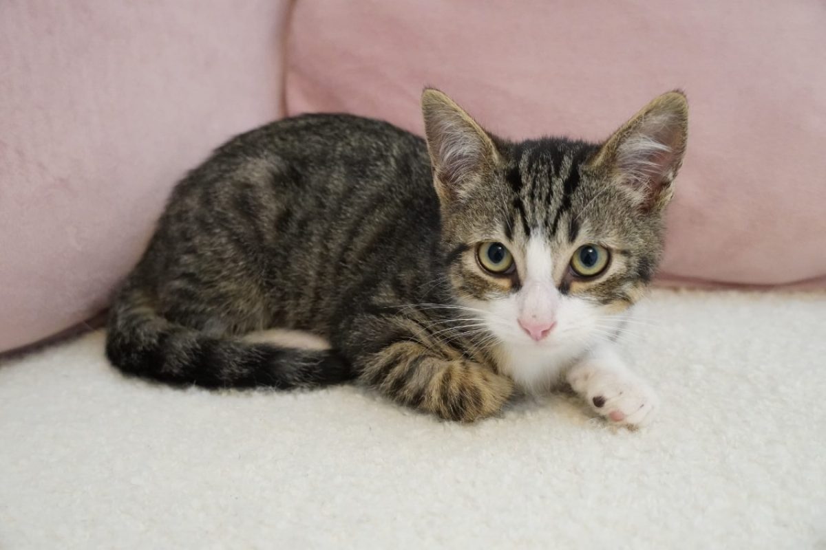 Toby - Chat Européen à adopter - photo 2